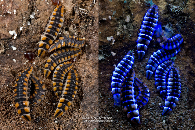 Net-Winged Beetle larva (Lycidae) - Lycidae_DSC_7383