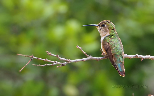 bird hummingbird wildlife birding ave bahamas endemic eleuthera colibrí bahamawoodstar calliphloxevelynae colibrídelasbahamas calliphloxevelynaeevelynae