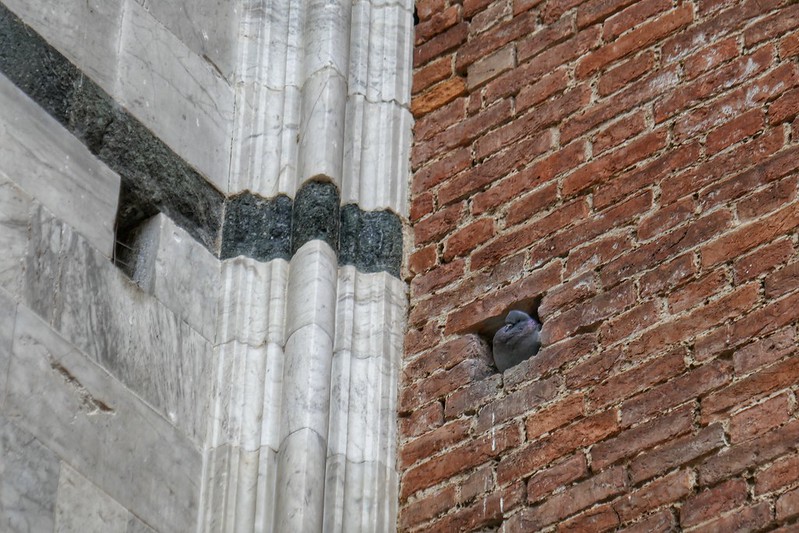 A wall pigeon in Siena, Tuscany