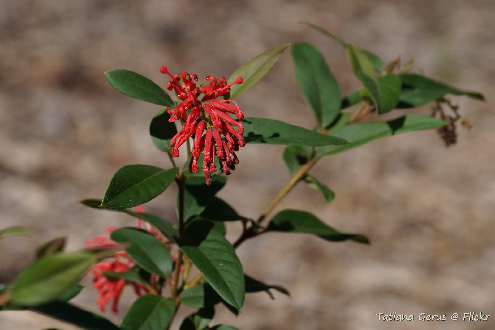 Mt Cootha Botanical Gardens | Campervan Finder
