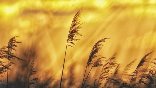 sunset grass yellow golden sonnenuntergang gelb goldener gras