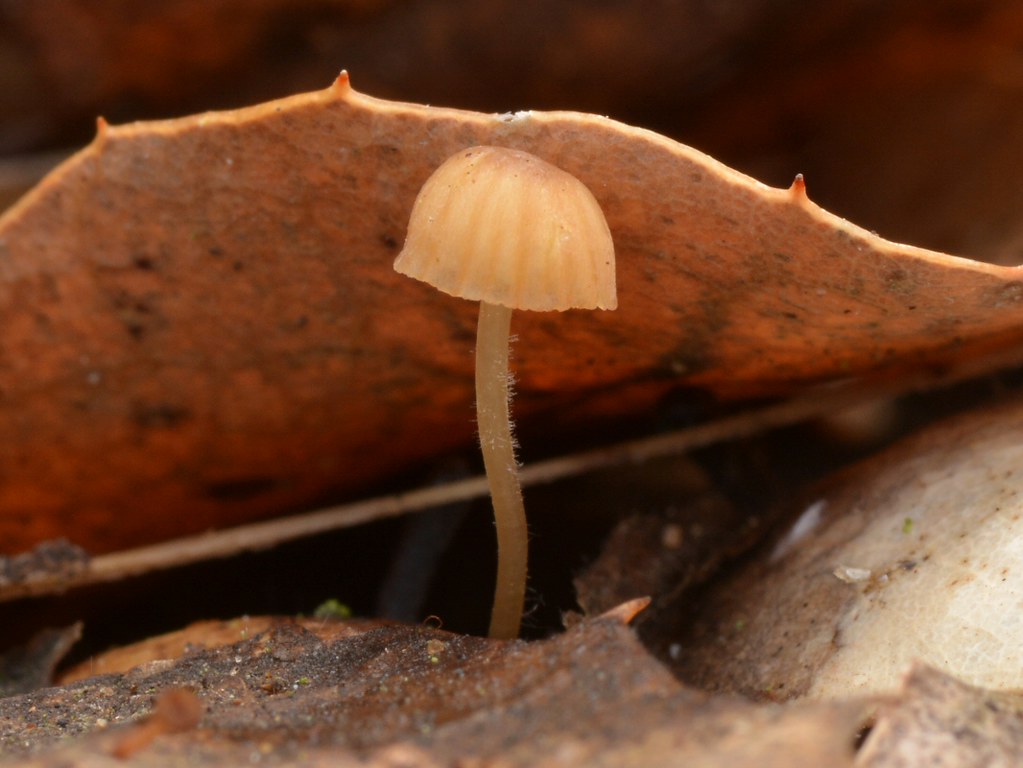 Another tiny Mycena mushroom in a mulch of fallen leaves of Coast Live Oak (Quercus agrifolia, Fagaceae)