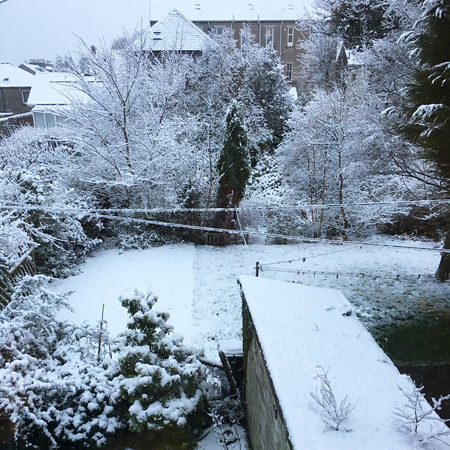 his is the prettiest my garden has ever looked. Almost enough for a snowman!