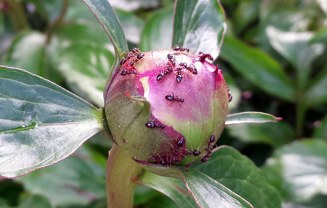 17 small dark-brown ants on a closed peony bud