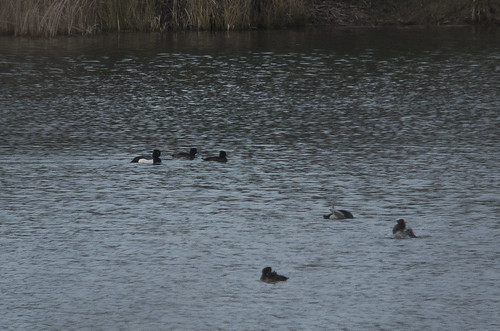 Hybrid duck, Brogborough Lake, 24th January 2016