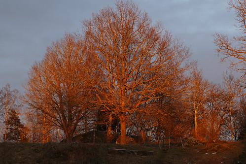 trees light sunset nature sweden outdoor magic natur norden skandinavien nordic sverige scandinavia träd splendour solnedgång ljus friluft magiskt eos7dmkii jrosén