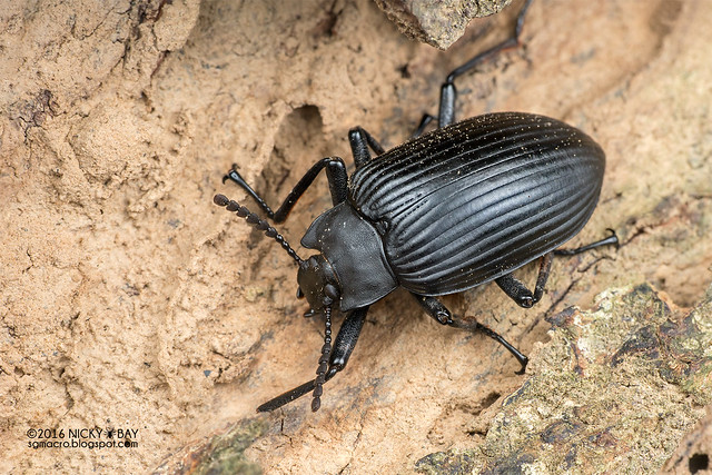 Darkling beetle (Tenebrionidae) - DSC_7114