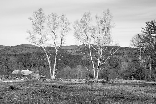 trees blackwhite pair newengland nh hills salisbury birch