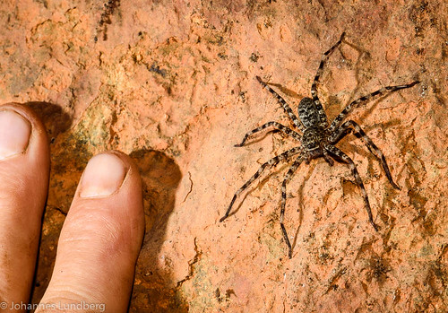expedition burma myanmar mm geology arachnida araneae araneomorphae kayah sparassidae myanmarburma caveanimal jättekrabbspindlar redrivercave gripkäksspindlar