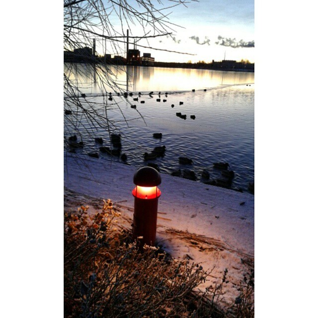 Sorsia uimassa, osa seisoskeli rannalla. #ducks #chilly #water #vaasa #Finland #winter #frozen #lights #sunset #vaasalife #ihanaarki #vaasavasa #sorsat #natur #nature #pretty #view #suomentalvi