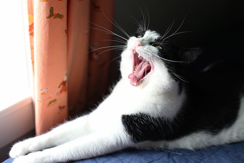 crazy yawn