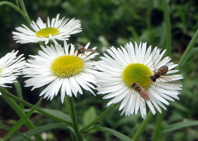 three small bee mimic flies on fleabane