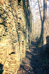 Forest Wall
