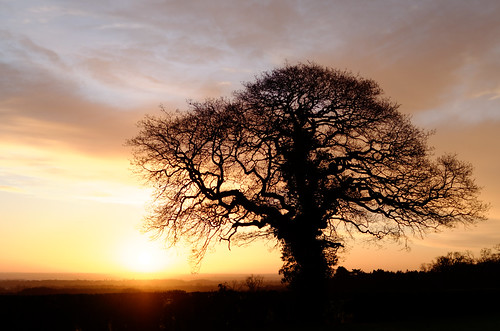 wrexham coedpoeth winter 2016 nikon d7000 dxo dawn sunrise sun northwales landscape tree oak 500px