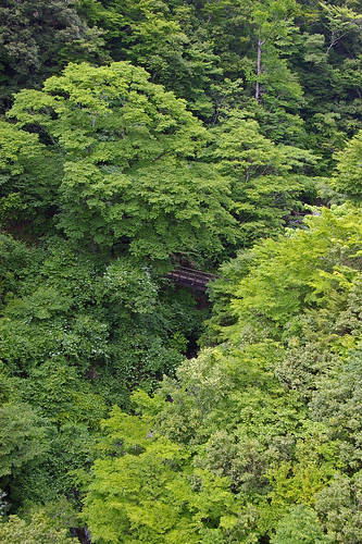 japan forest kumamoto kyushu yatsushiro gokanosho umenokitodoro