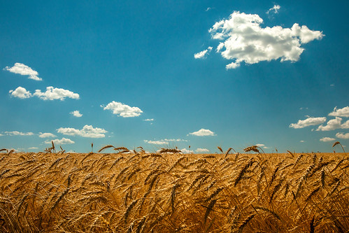 blue autumn summer sky food sunlight west color fall nature field grass barley yellow horizontal clouds rural bread landscape gold golden amber countryside healthy stem montana day mt berries natural bright outdoor farm background wheat horizon country farming seasonal grain cereal harvest grow seed straw dry sunny nobody nopeople scene farmland growth crop heads western land copyspace agriculture heavy arid wholesome agricultural ripe highwood ripen bentover chouteaucounty