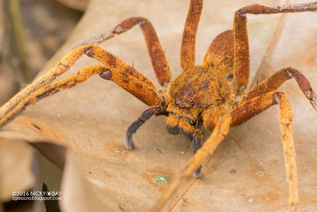 Huntsman spider (Heteropoda sp.) - DSC_5774