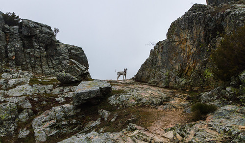 españa dog chien pet mountain animals fog spain rocks ngc perro animales montaña animaux león espagne niebla mascota rocher rocas montaigne mascotte bruillard littledoglaughedstories