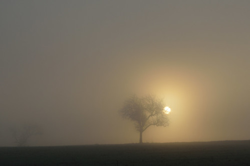 trees nature fog sunrise landscape nikon arbres paysage brouillard levéedesoleil d3200 afsdx18105