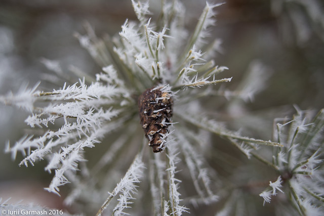 Natural winter landscape. Fir tree branch with a pine cone covered up in frost in front of the forest.
