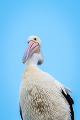 Mr Pelican
