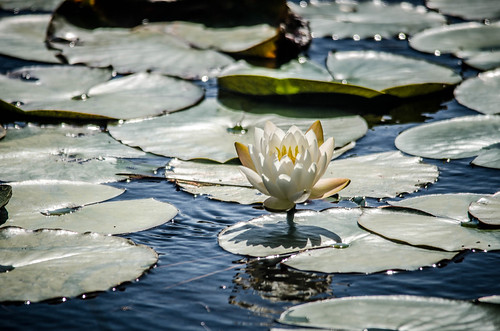 Water Lily-001