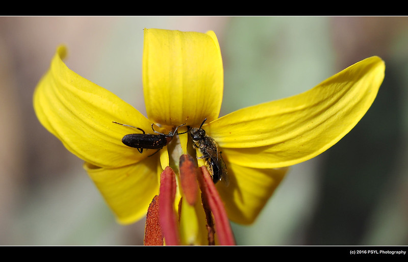 Trout Lily flower visited by false blister beetle and Helictidae bee