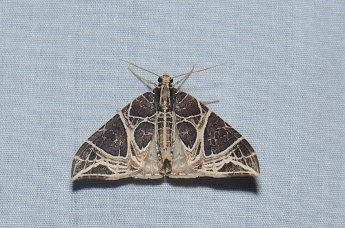 sumatra indonesia moth lepidoptera geometridae larentiinae gunungleuser ketambe taxonomy:order=lepidoptera ecliptopera geo:country=indonesia taxonomy:genus=ecliptopera