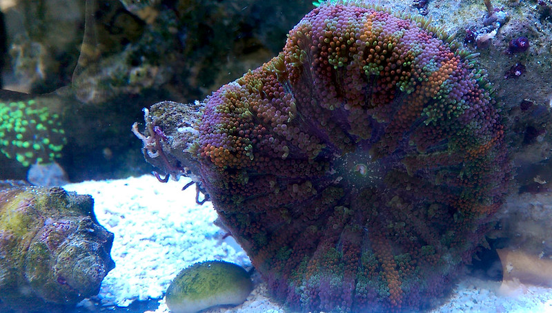 ReefCentral-Picture-74