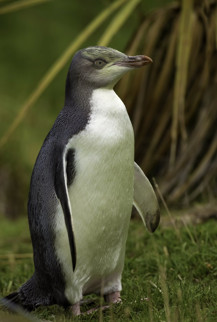 Yellow-eyed penguin, Dunedin, New Zealand