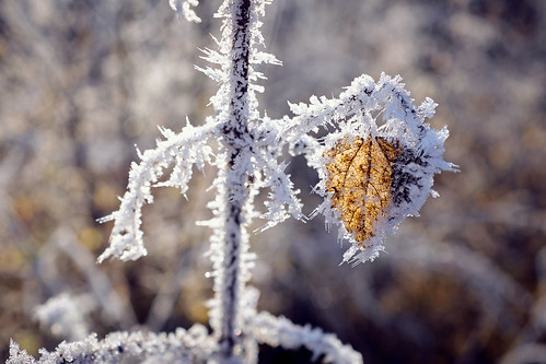 winter cold ice frozen leaf frost fujifilm blatt kalt captureone x100t