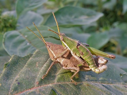 insectos grasshoppers saltamontes chapulines olympussp570uz sphenariumpurpurascens