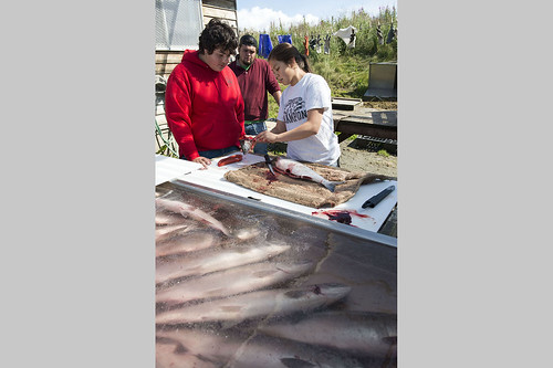 Joshua Grosvold, Jonny Wilson and Julianne Wilson process salmon at the tribe's educational fishery site.