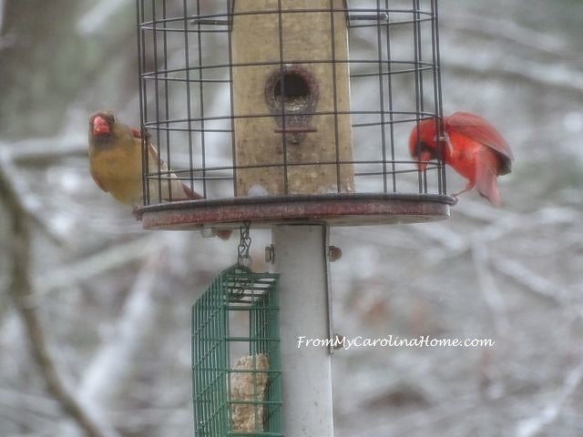 Cardinals January 2016 - 2