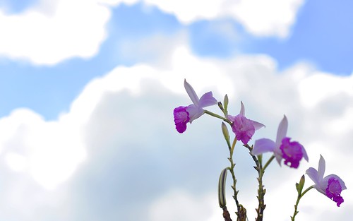 desktop flowers plants peru southamerica clouds garden featured moyobamba waqankiorchidcenter