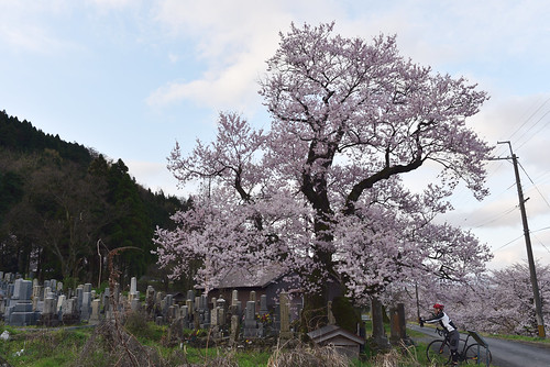 清水の桜　滋賀マキノ町