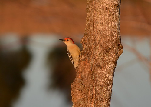 bird birds illinois woodpecker nikon redbelliedwoodpecker 2015 eddyville nikond7100