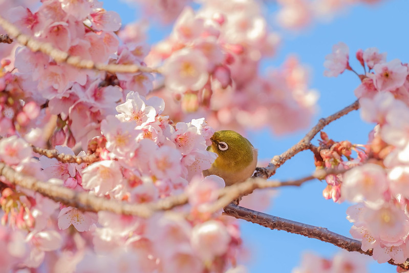Japanese-White-Eye with Cherry Blossoms