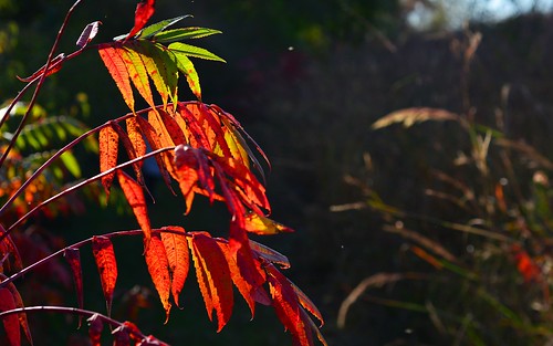 desktop plants usa leaves nebraska prairie autumnal greatplains featured westpointne