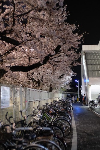 内野の夜桜 2016