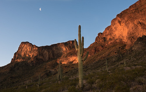 morning arizona moon sunrise wow dawn morninglight glow desert tucson saguaro picachopeak sonorandesert alpenglow halfmoon desertspring