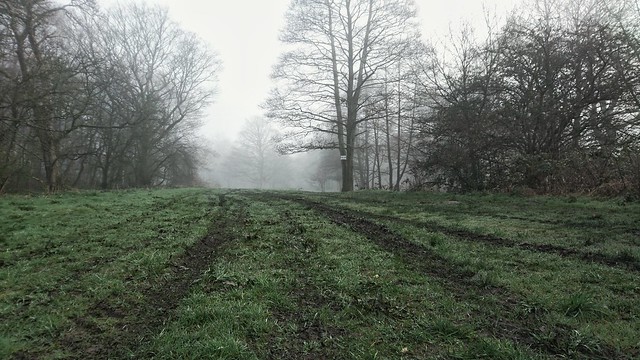 On a foggy Spring morning