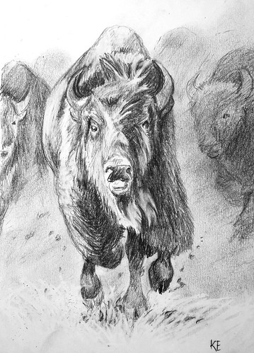 buffalo sketches