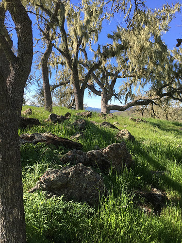 california usa flora trails location hills vegetation pasorobles heritageranch hikingtrail iphone 2016 landscapescenery sanluisobispoco notcanoncamera joemrd