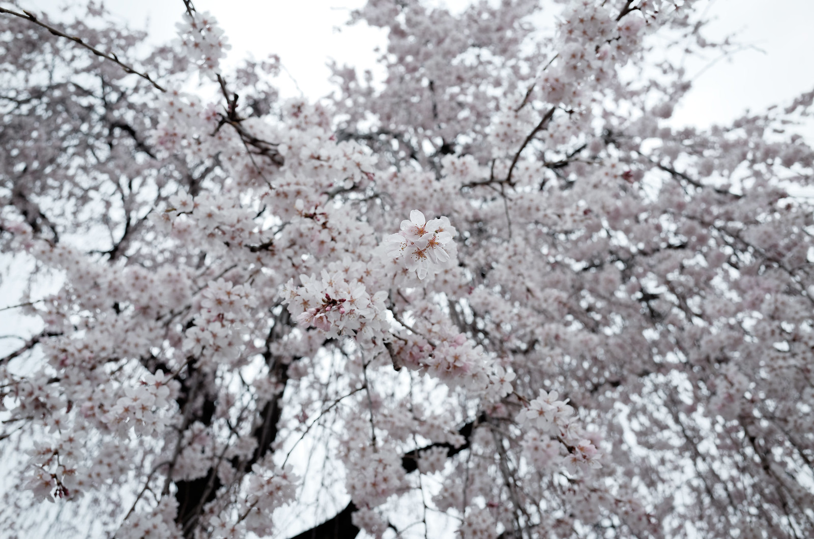 長明寺の枝垂れ桜