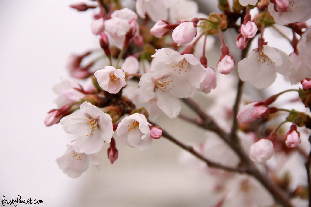 Cherry Blossoms 2_feistyharriet