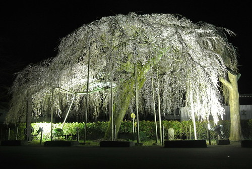 flower japan night cherry nikon view blossoms 桜 日本 sakura mie j1 taiki 三重 大紀