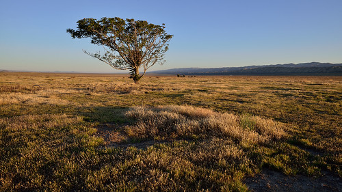 tree landscape lonely lonetree carrizoplain blacklocust carrizoplainnationalmonument dsc6784aw