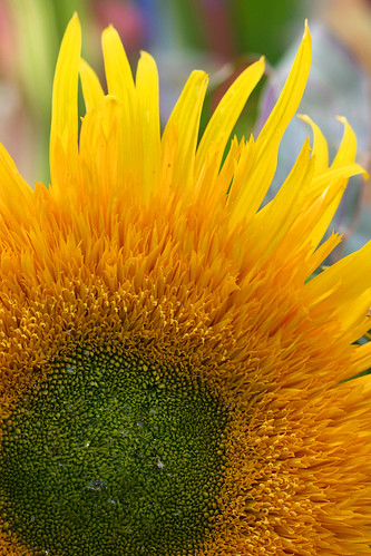 Sunflower aurora gold
