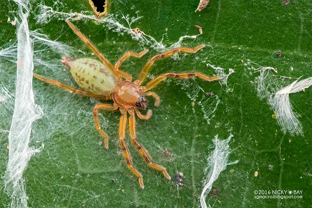 Huntsman spider (Thelcticopis sp.) - DSC_6627
